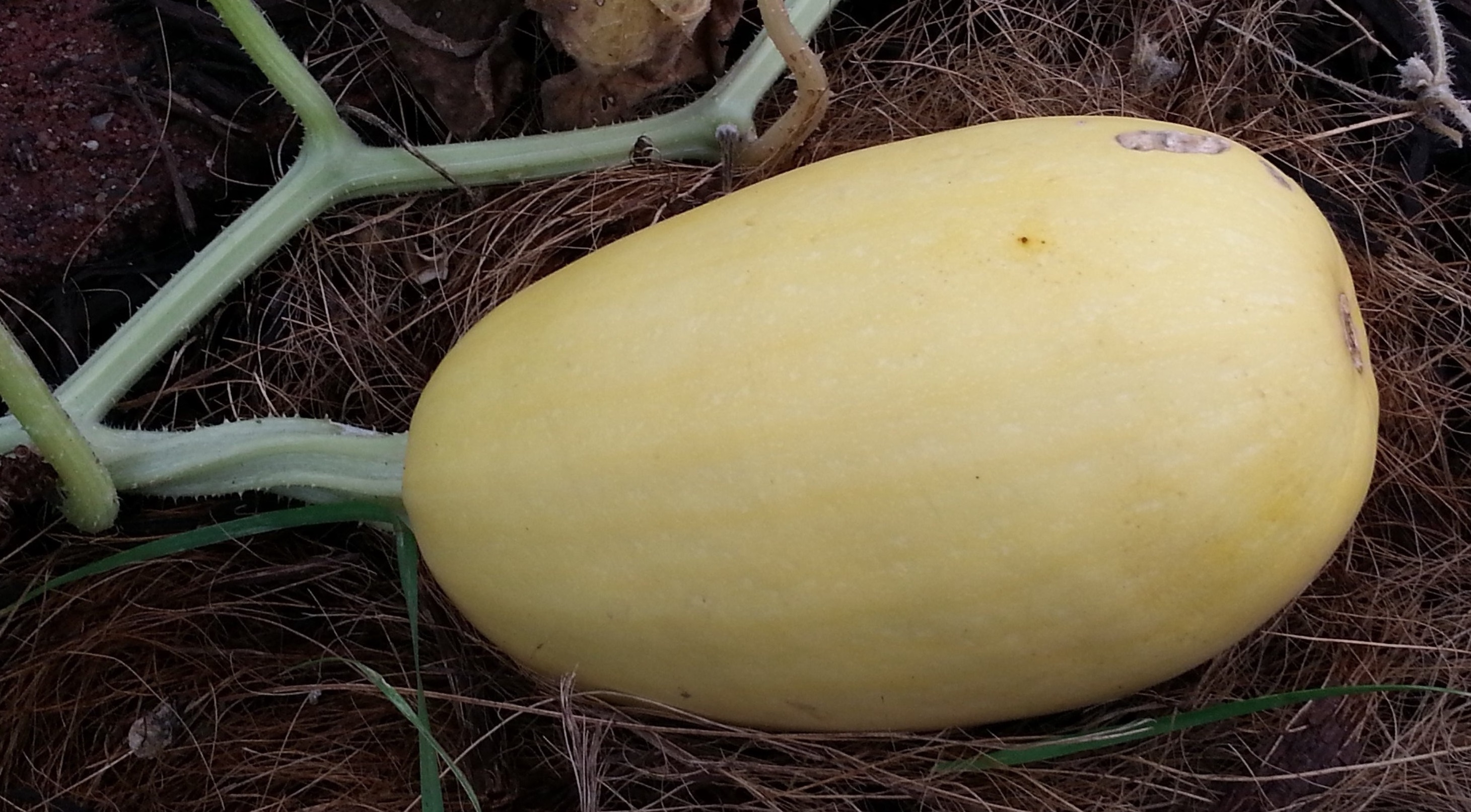Harvest and Store Spaghetti Squash – Crazy for Gardening