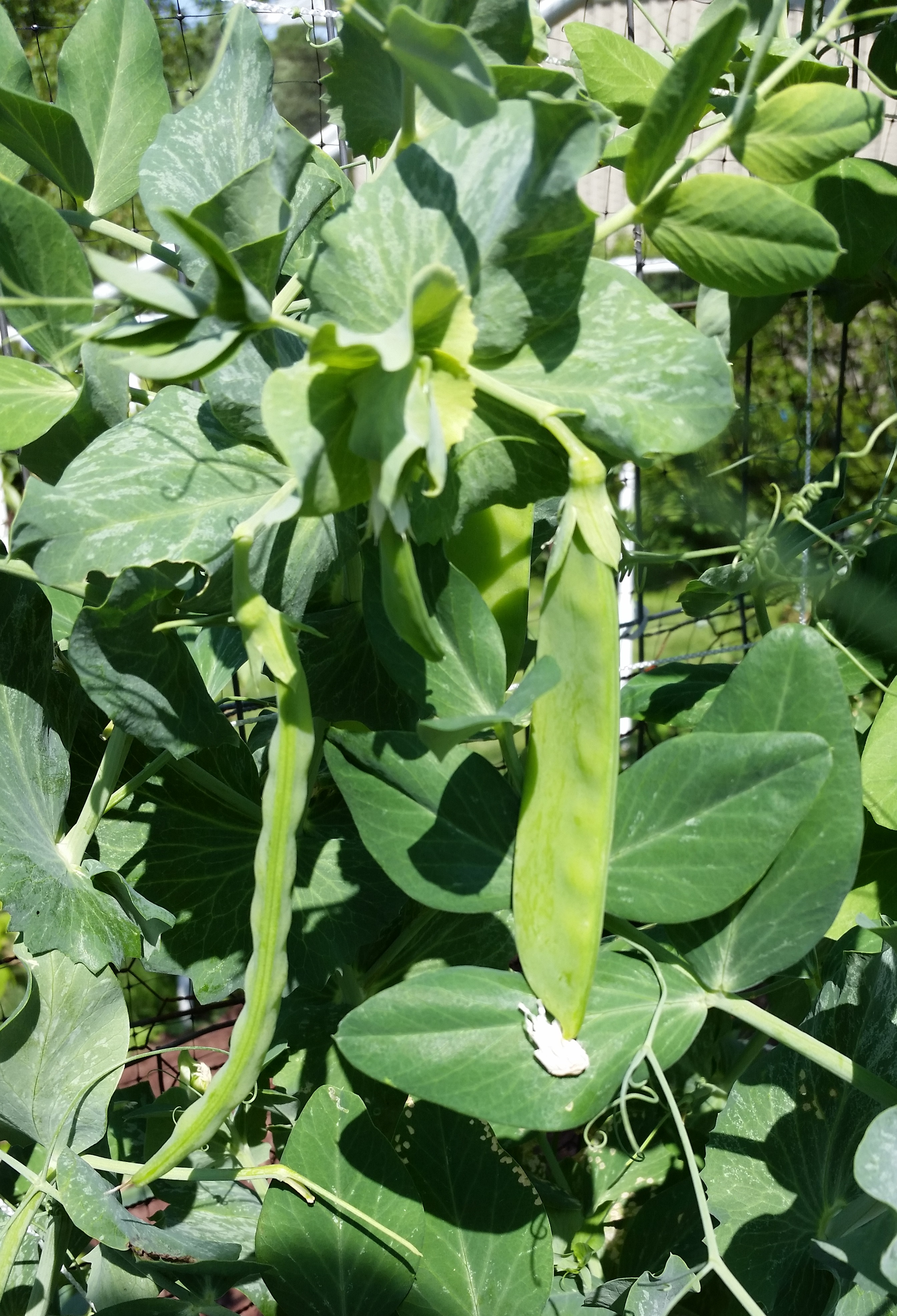 Seed Ideas for Snow Peas – Crazy for Gardening