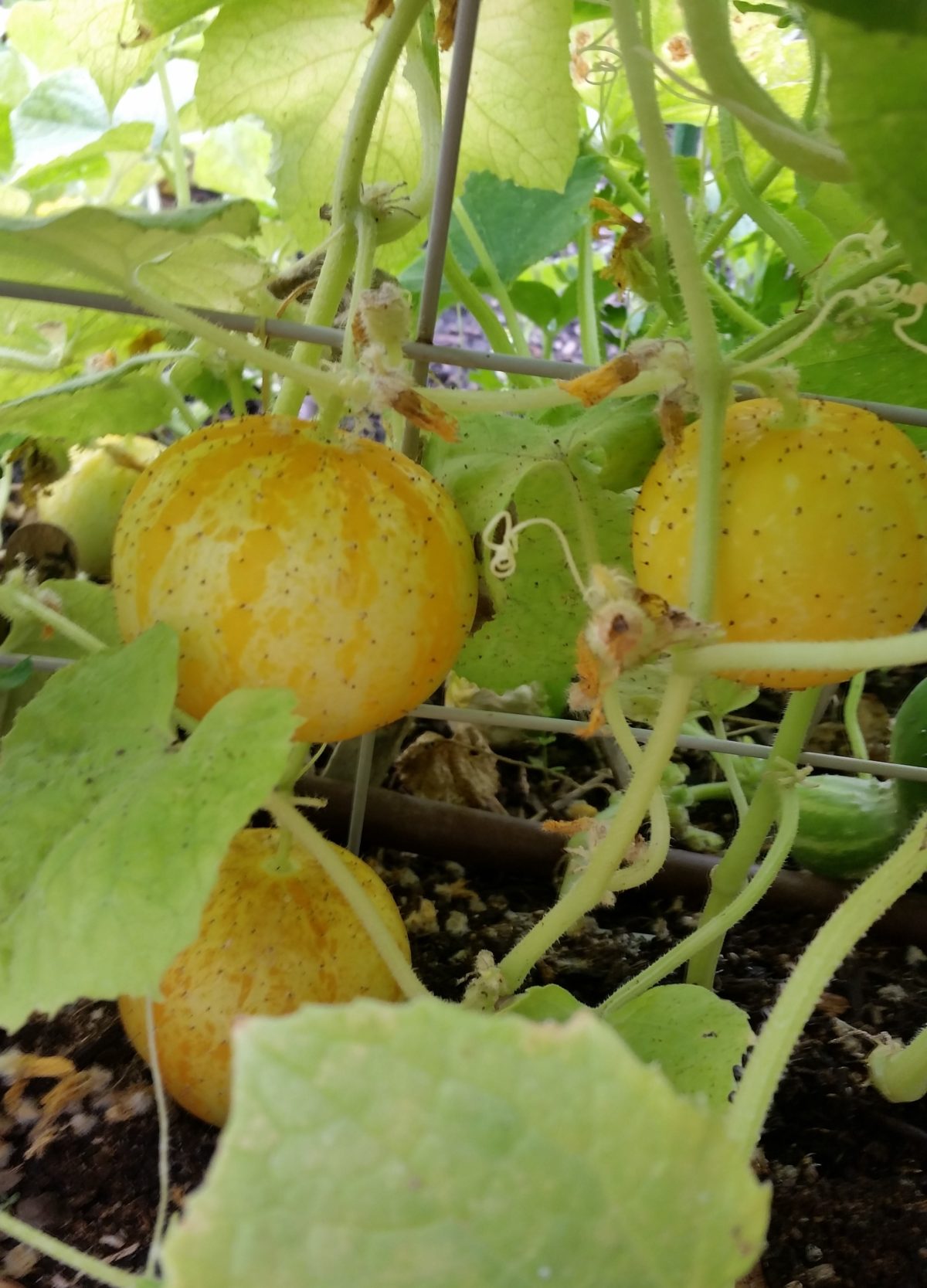 Lemon Cucumbers Crazy For Gardening 2263