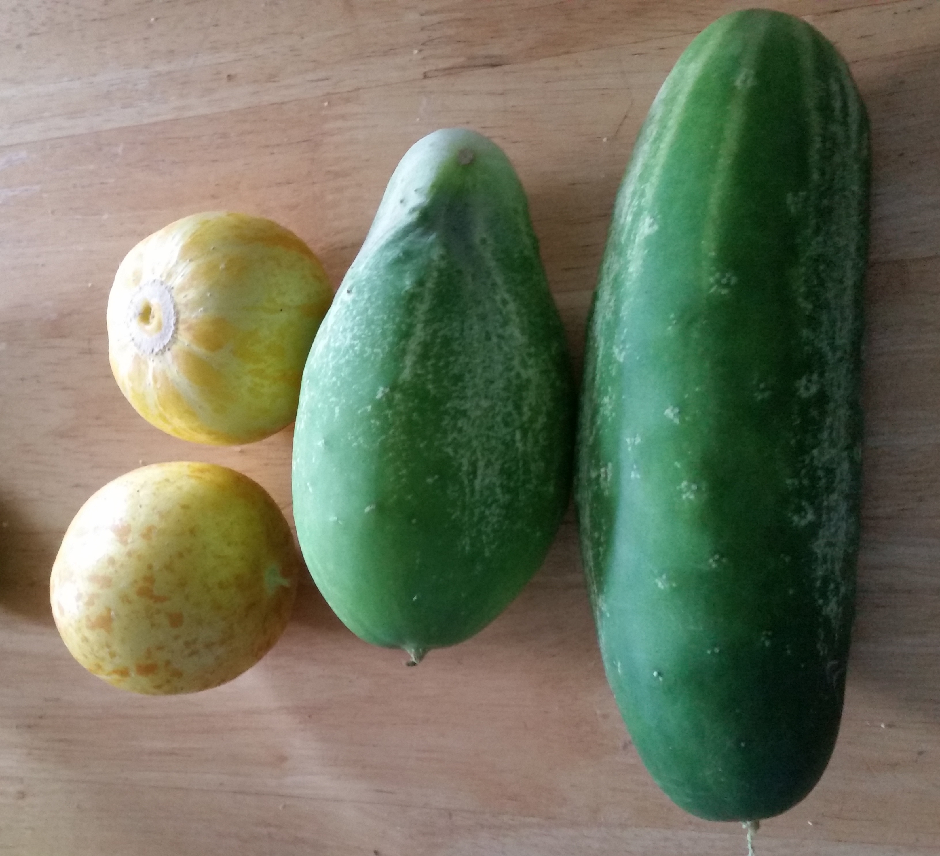 Straight Eight Cucumbers – Crazy for Gardening