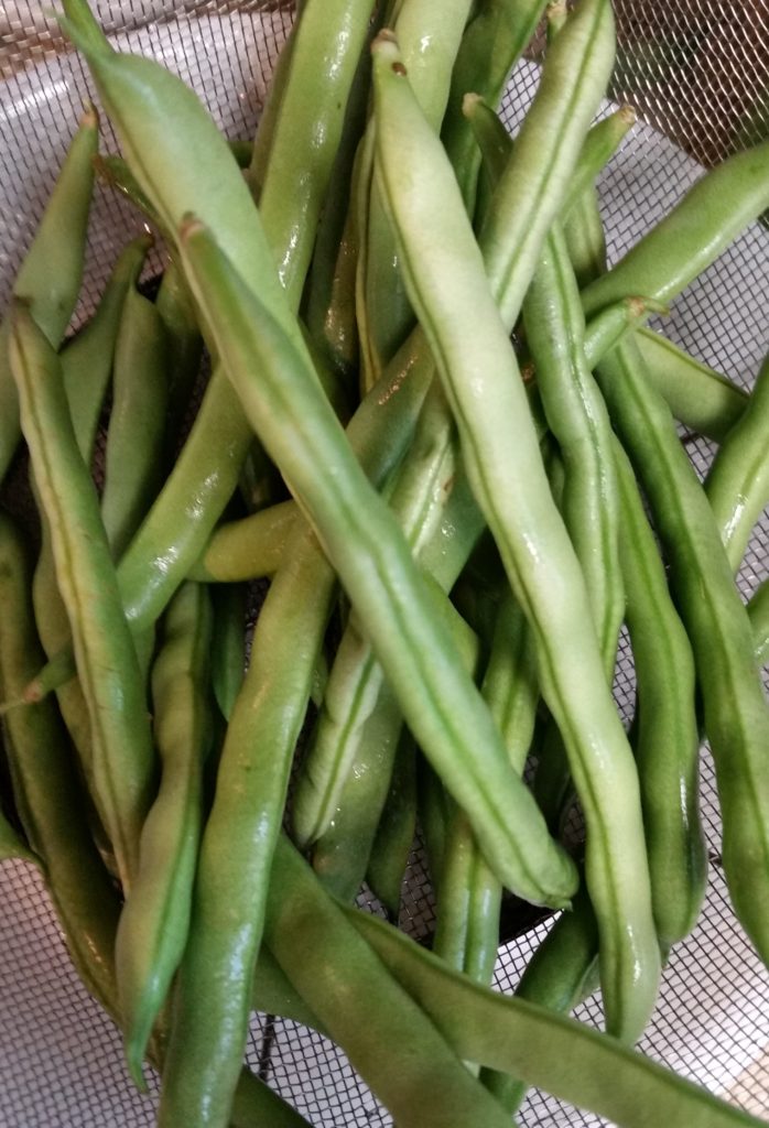 Blue Lake Green Beans Crazy For Gardening   20160918 121017 1 698x1024 