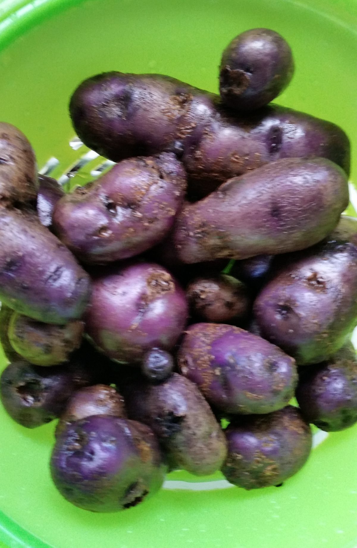 all-blue-potatoes-crazy-for-gardening