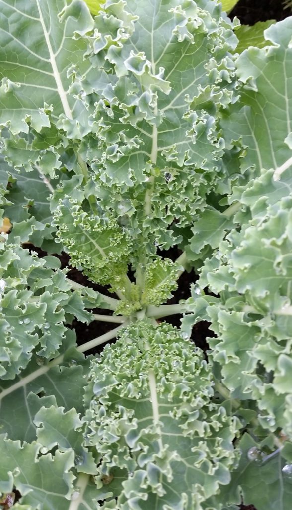 Dwarf Blue Curled Kale – Crazy for Gardening