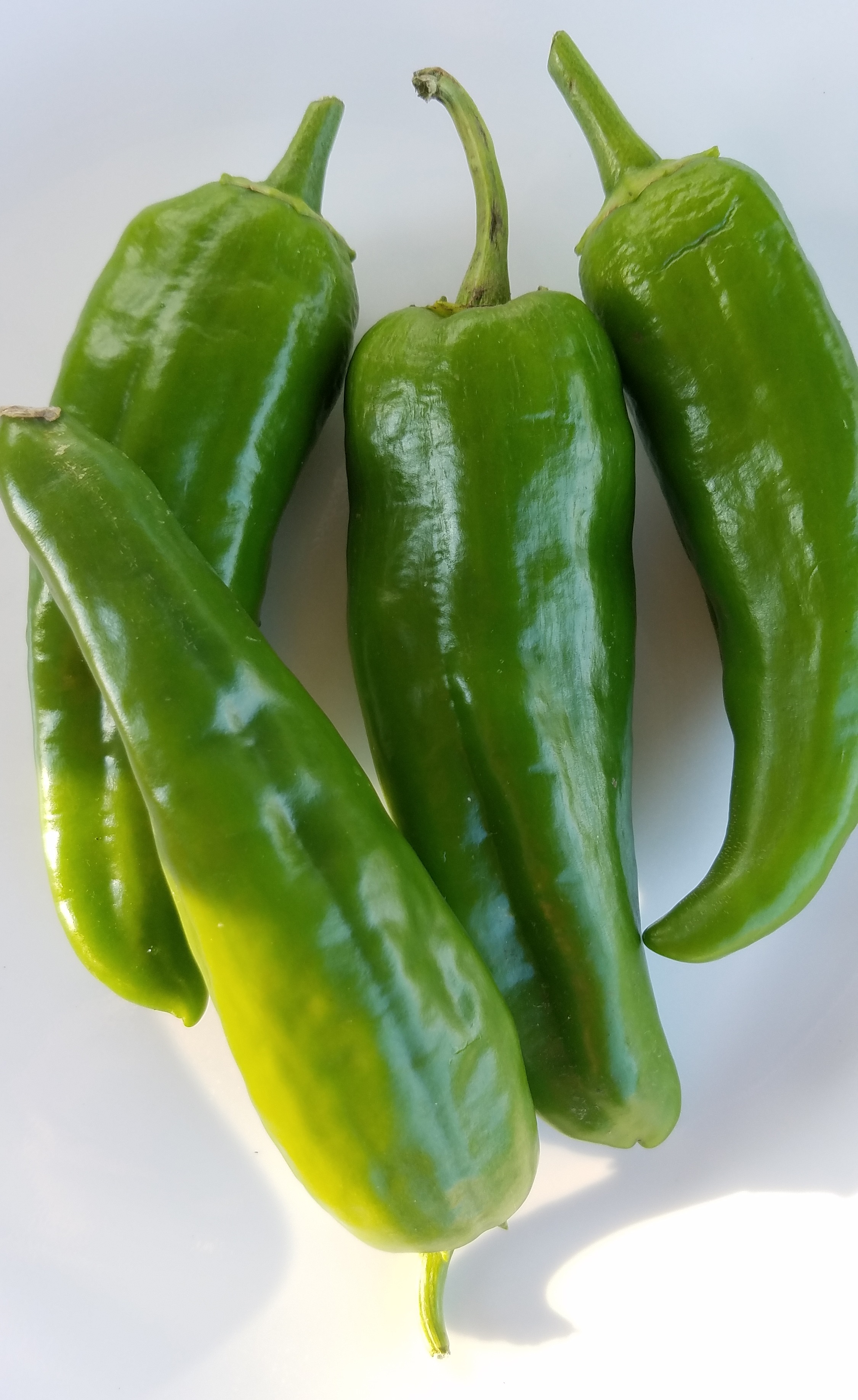 Anaheim Green Chili Peppers – Crazy for Gardening