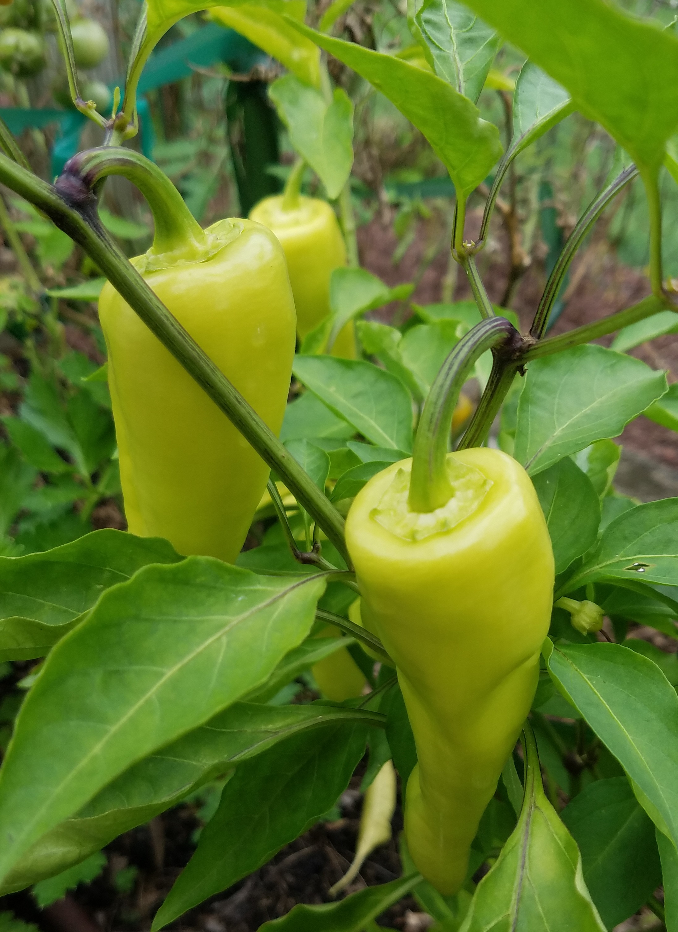 sweet-banana-peppers-crazy-for-gardening