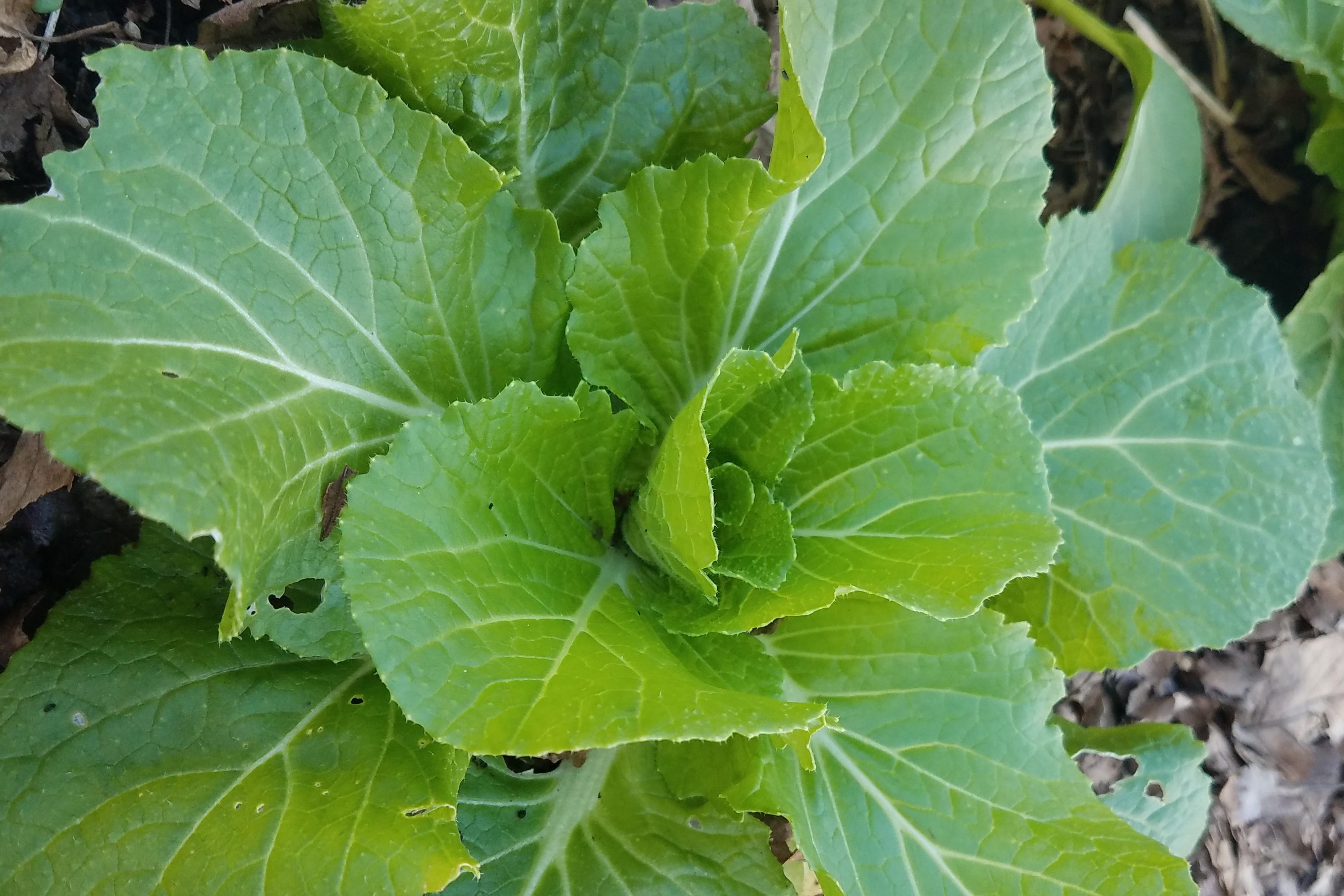 Types Of Cabbage – Crazy For Gardening