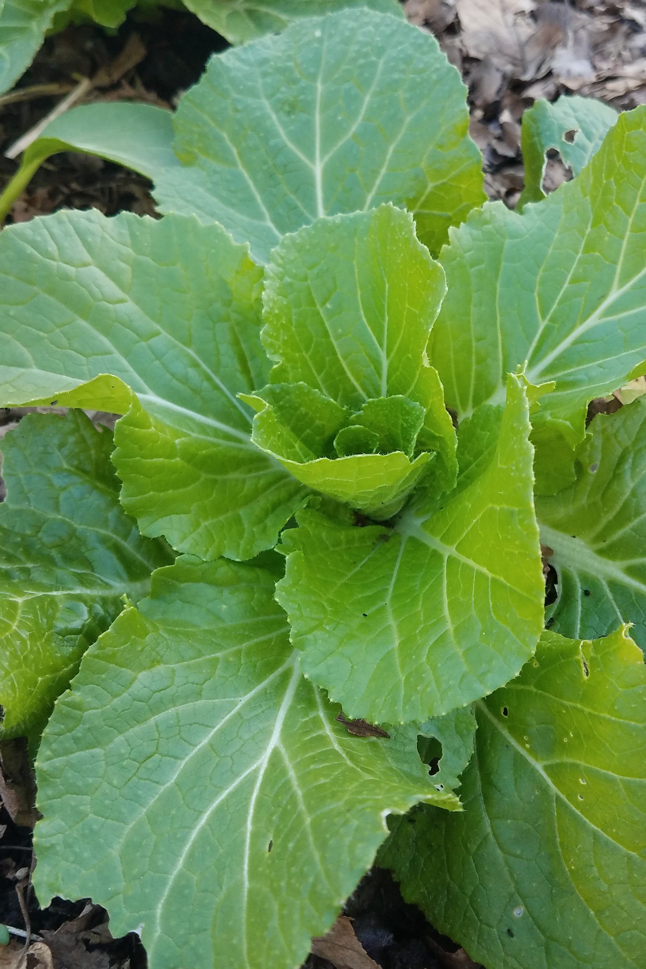 Types Of Cabbage – Crazy For Gardening