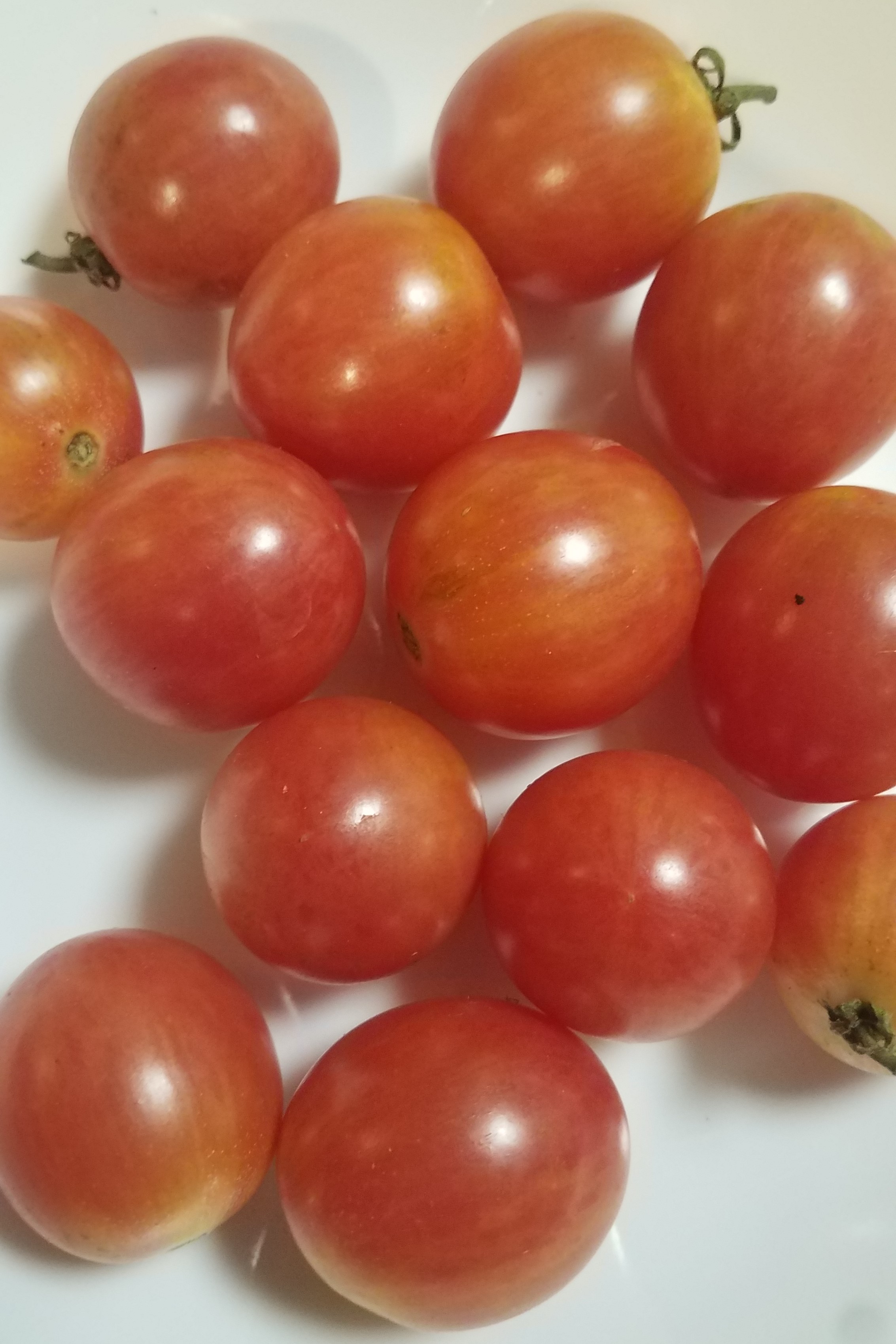 The Buzzing Beauties Of Bumble Bee Tomatoes