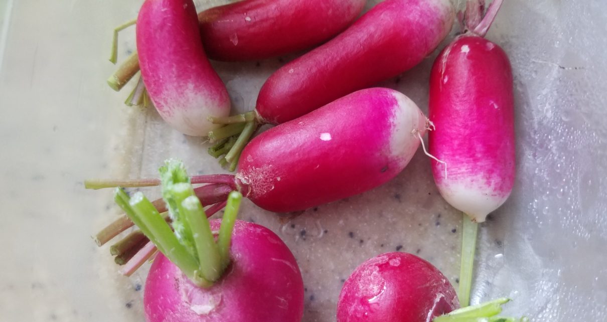 Types of Radishes – Crazy for Gardening