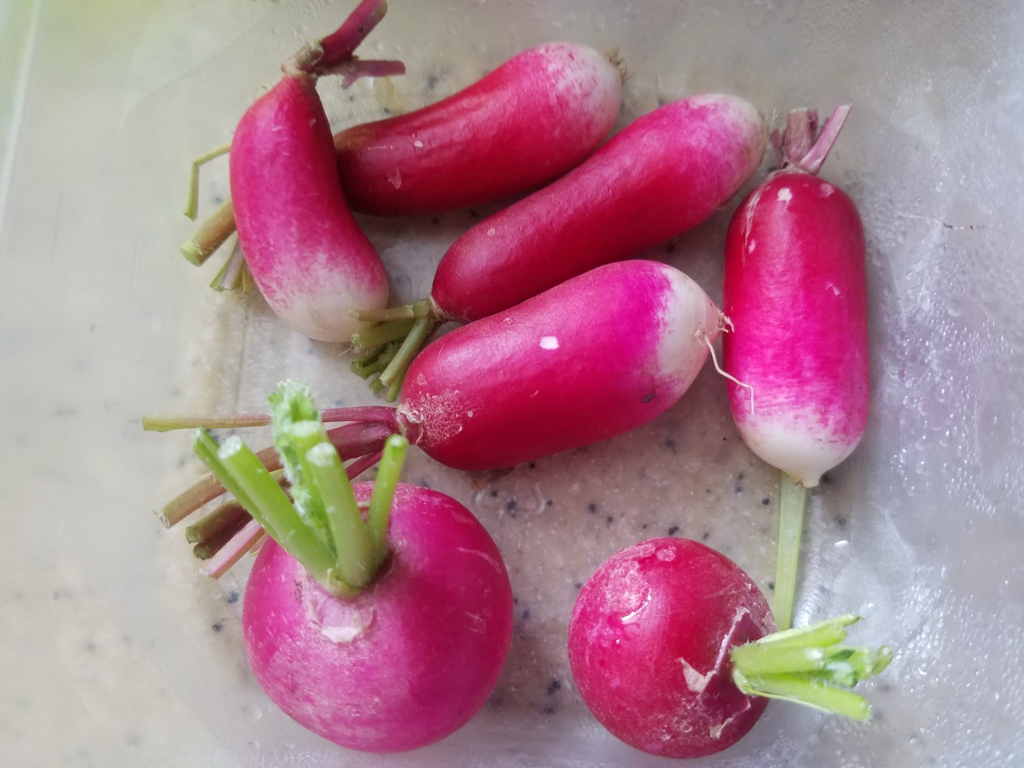 Types of Radishes Crazy for Gardening