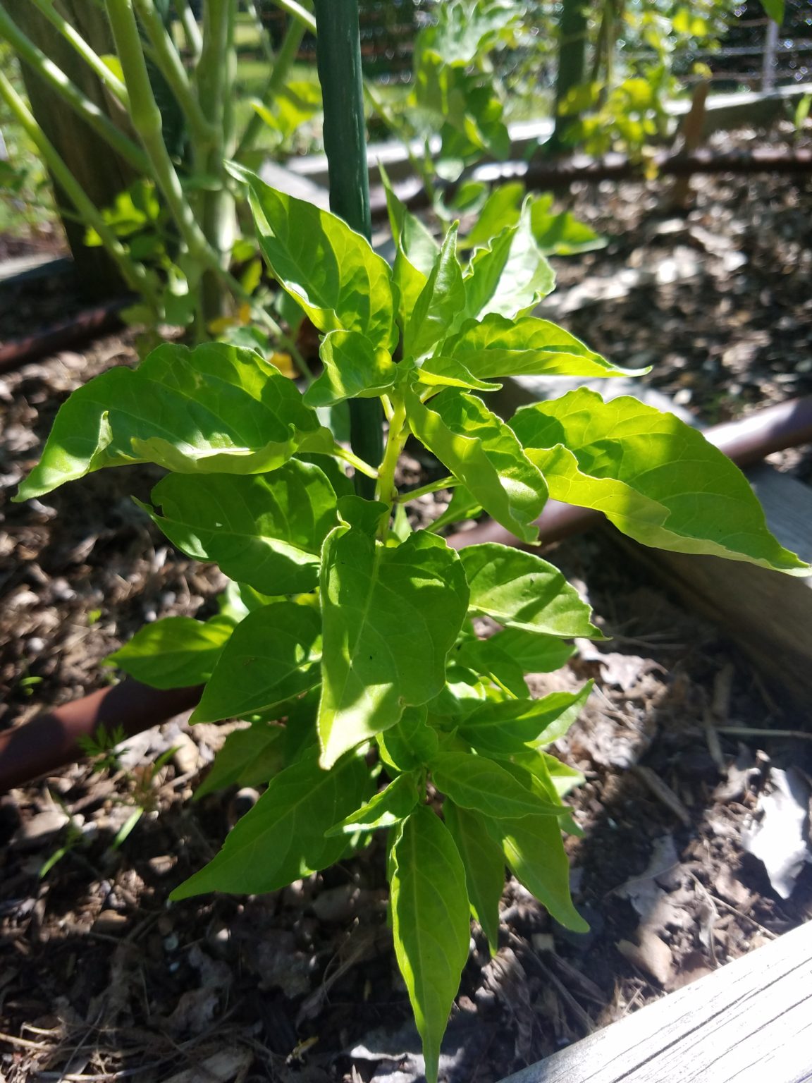 root-depth-is-important-crazy-for-gardening