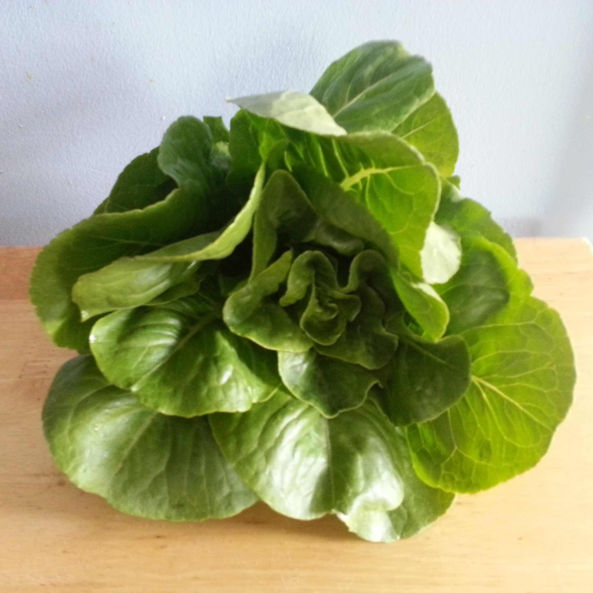 Types of Lettuce – Crazy for Gardening