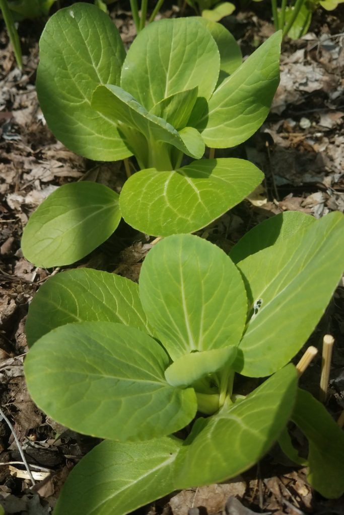 Sow and Grow Bok Choy – Crazy for Gardening