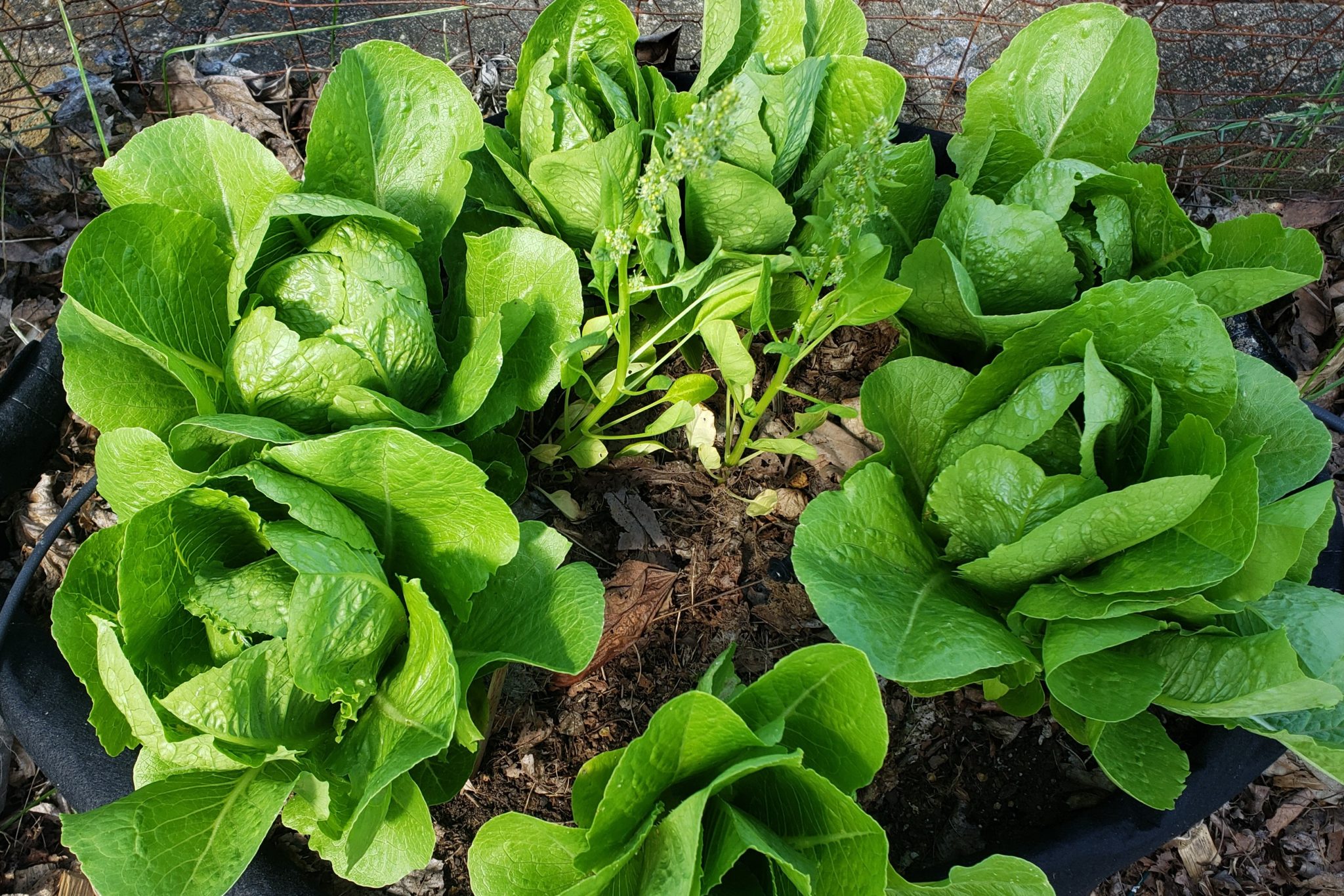1250 Parris Island Cos Romaine Lettuce Seeds – Crisp, Sweet – Harvested 2025 For 2026 Season