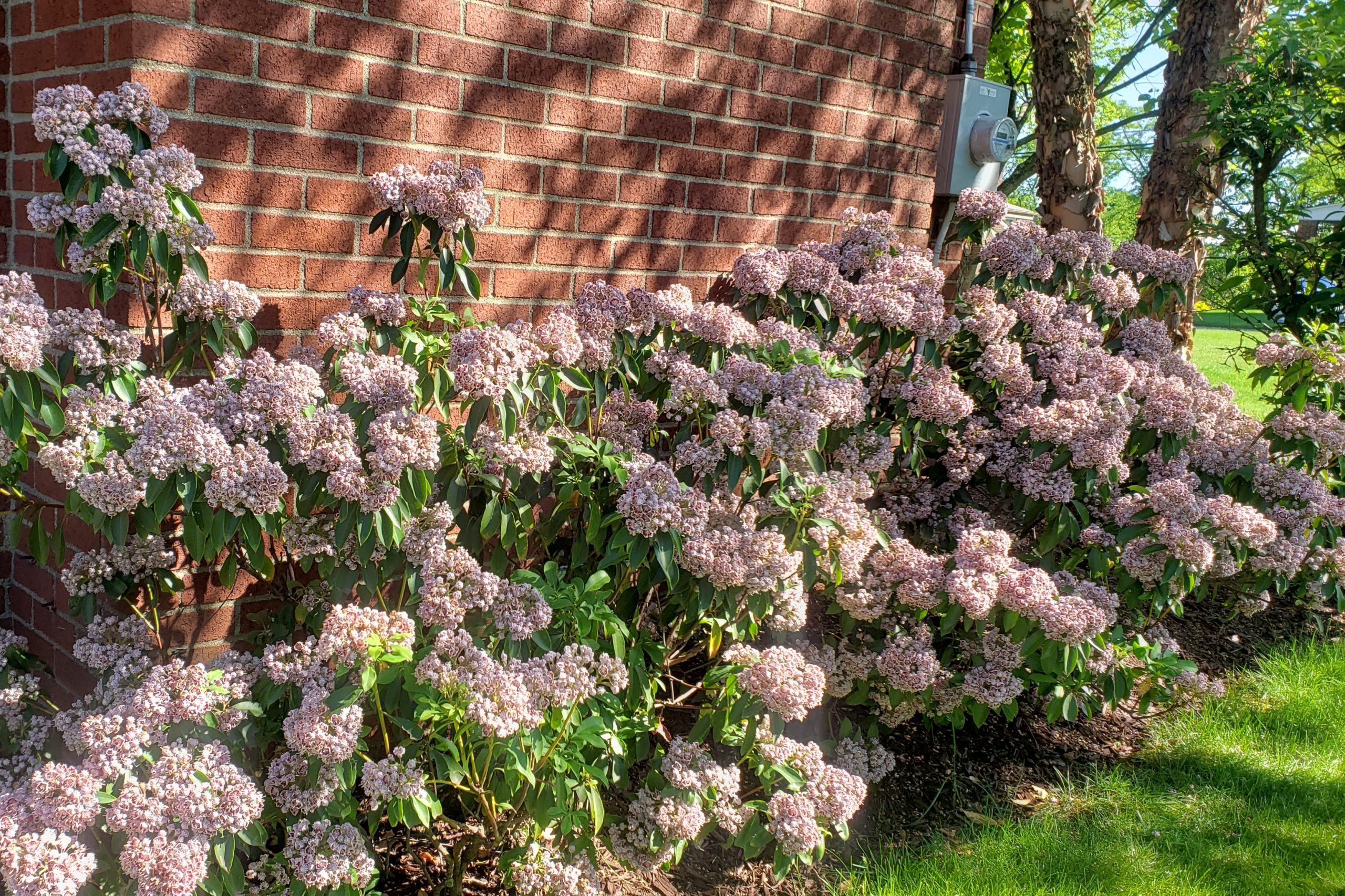 Carousel Mountain Laurel – Crazy for Gardening