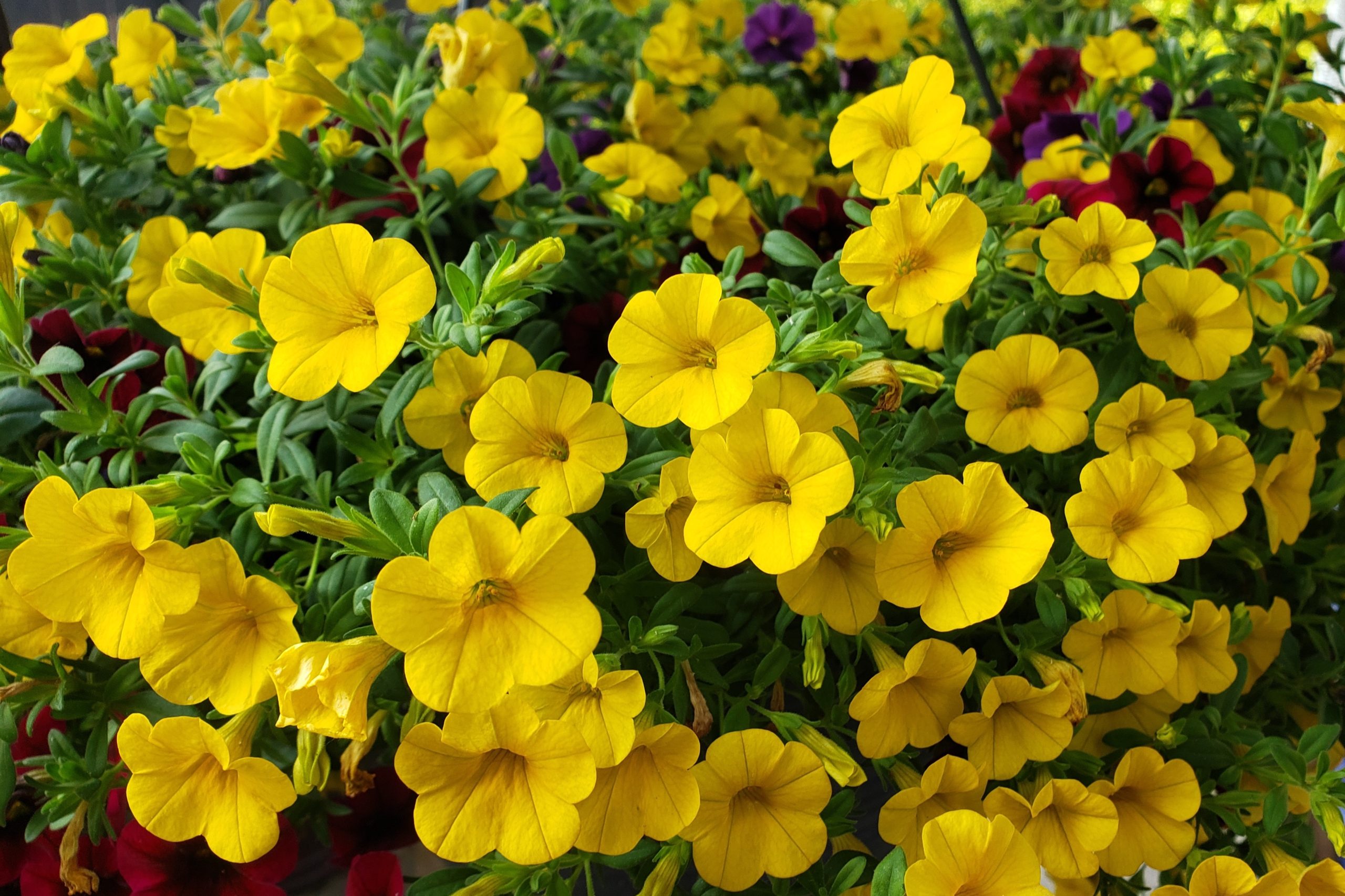 Calibrachoa – Crazy for Gardening