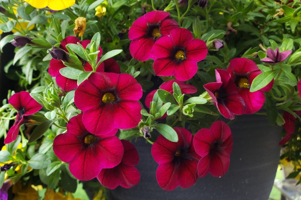 Calibrachoa – Crazy for Gardening