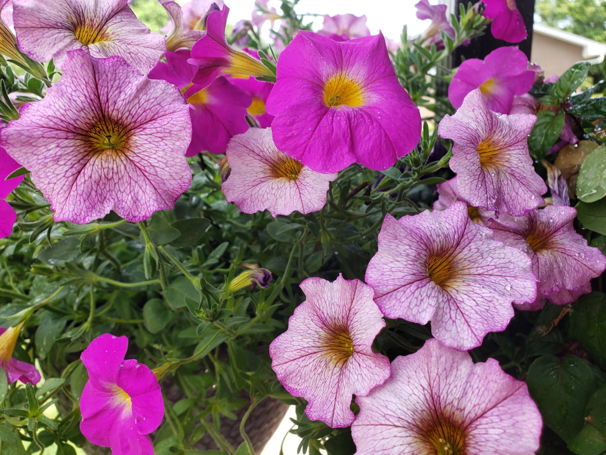 Wave Petunias – Crazy for Gardening