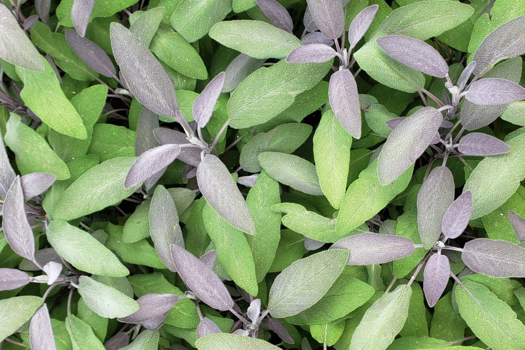 Purple Sage Crazy for Gardening