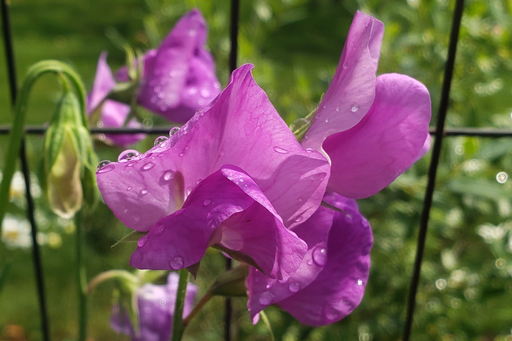 Perennial Sweet Peas – Crazy for Gardening