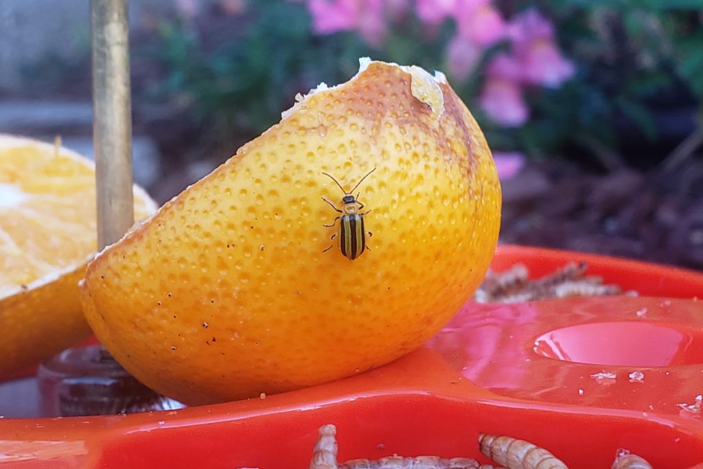 Cucumber Beetles – Crazy for Gardening