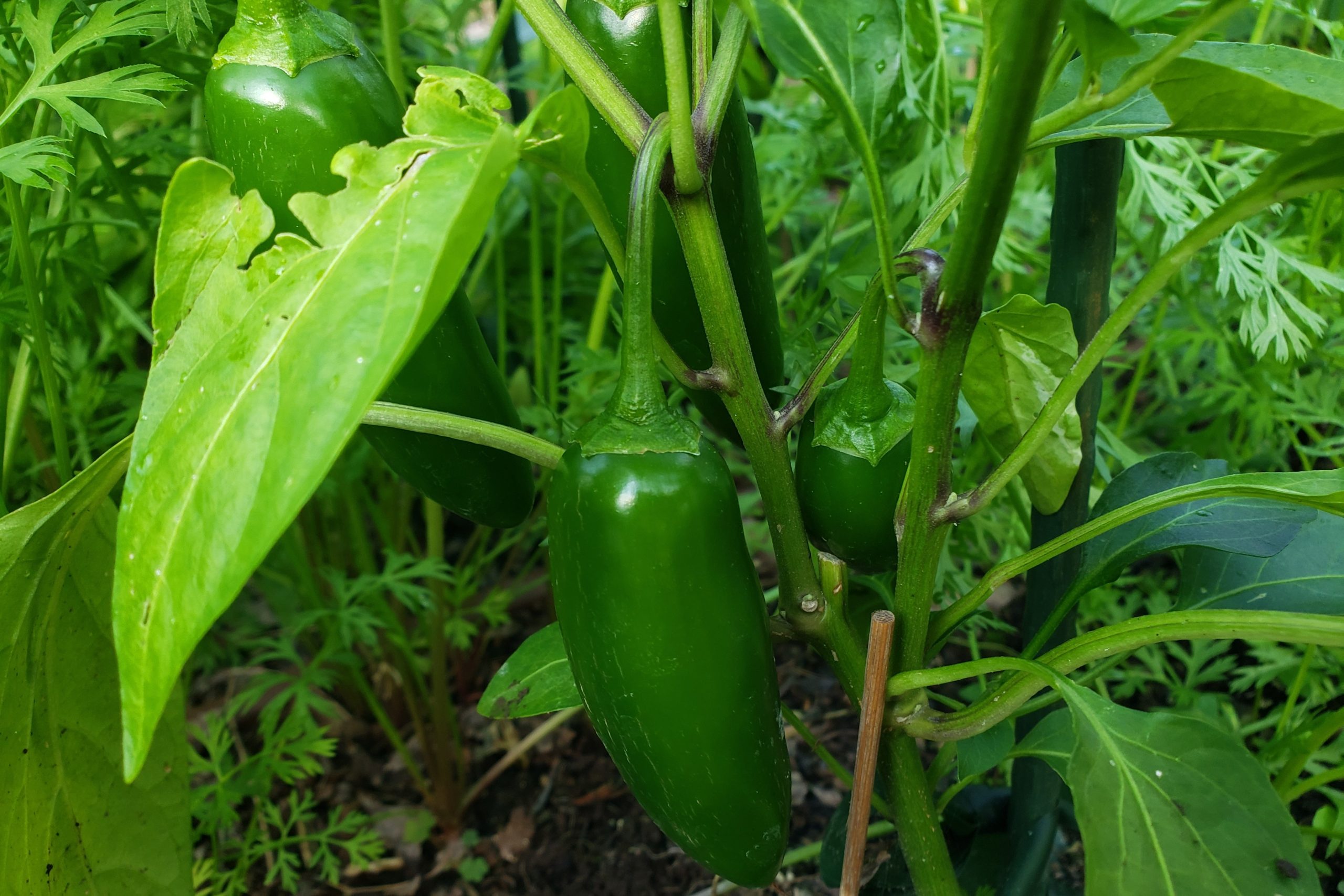 Jalafuego Jalapeno Peppers – Crazy for Gardening