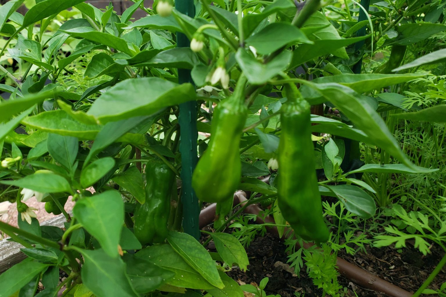 Shishito Peppers – Crazy for Gardening