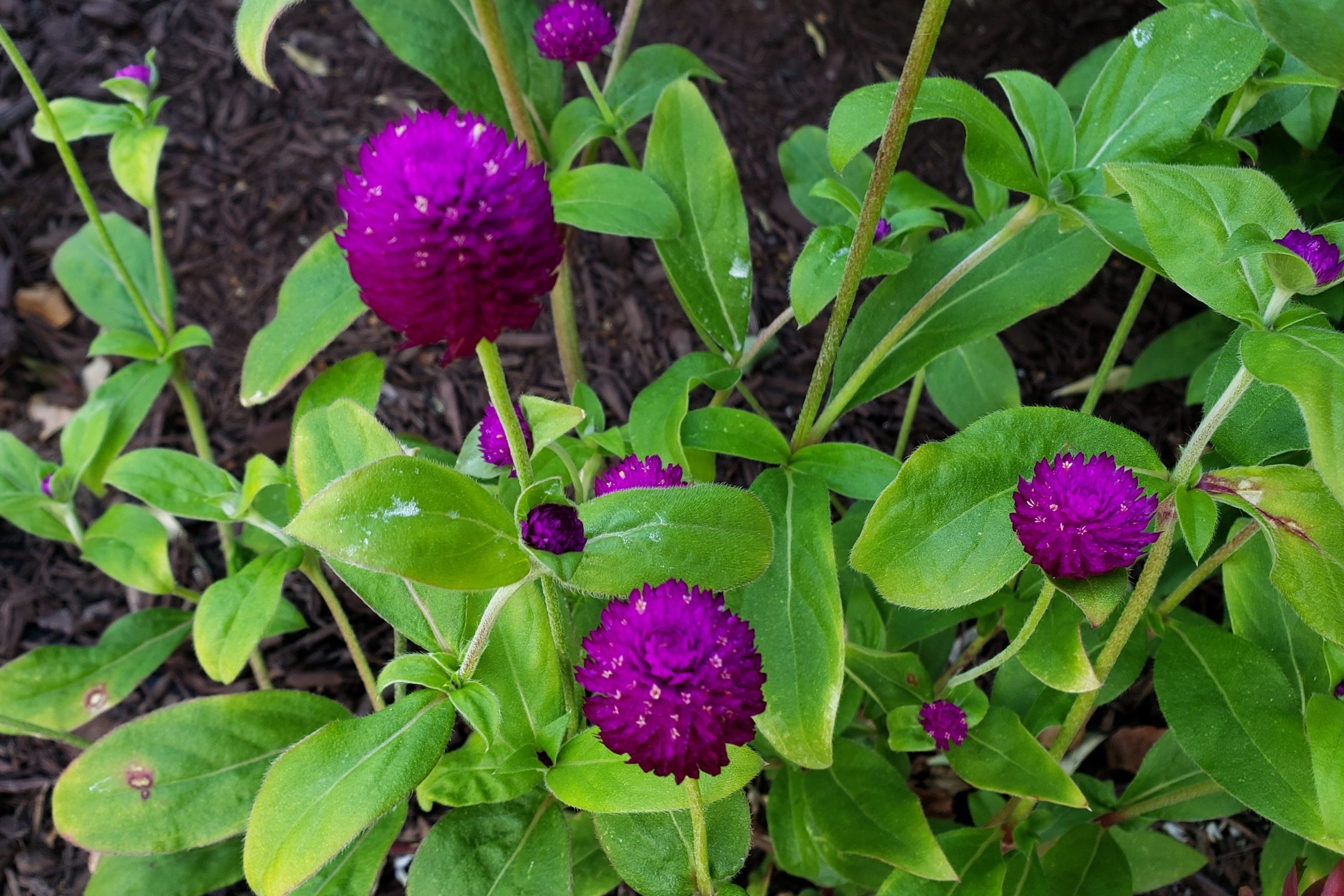 Globosa Mix Globe Amaranth – Crazy for Gardening