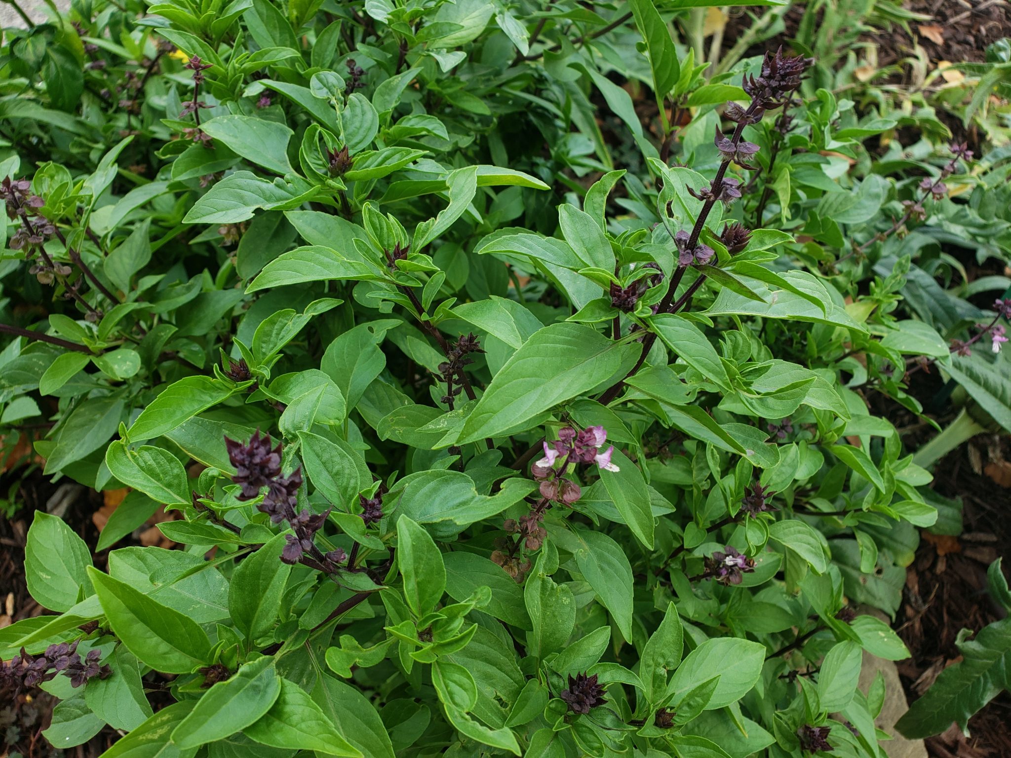 Sweet Thai Basil – Crazy for Gardening