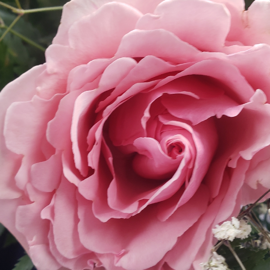 Hybrid Tea Roses – Crazy for Gardening