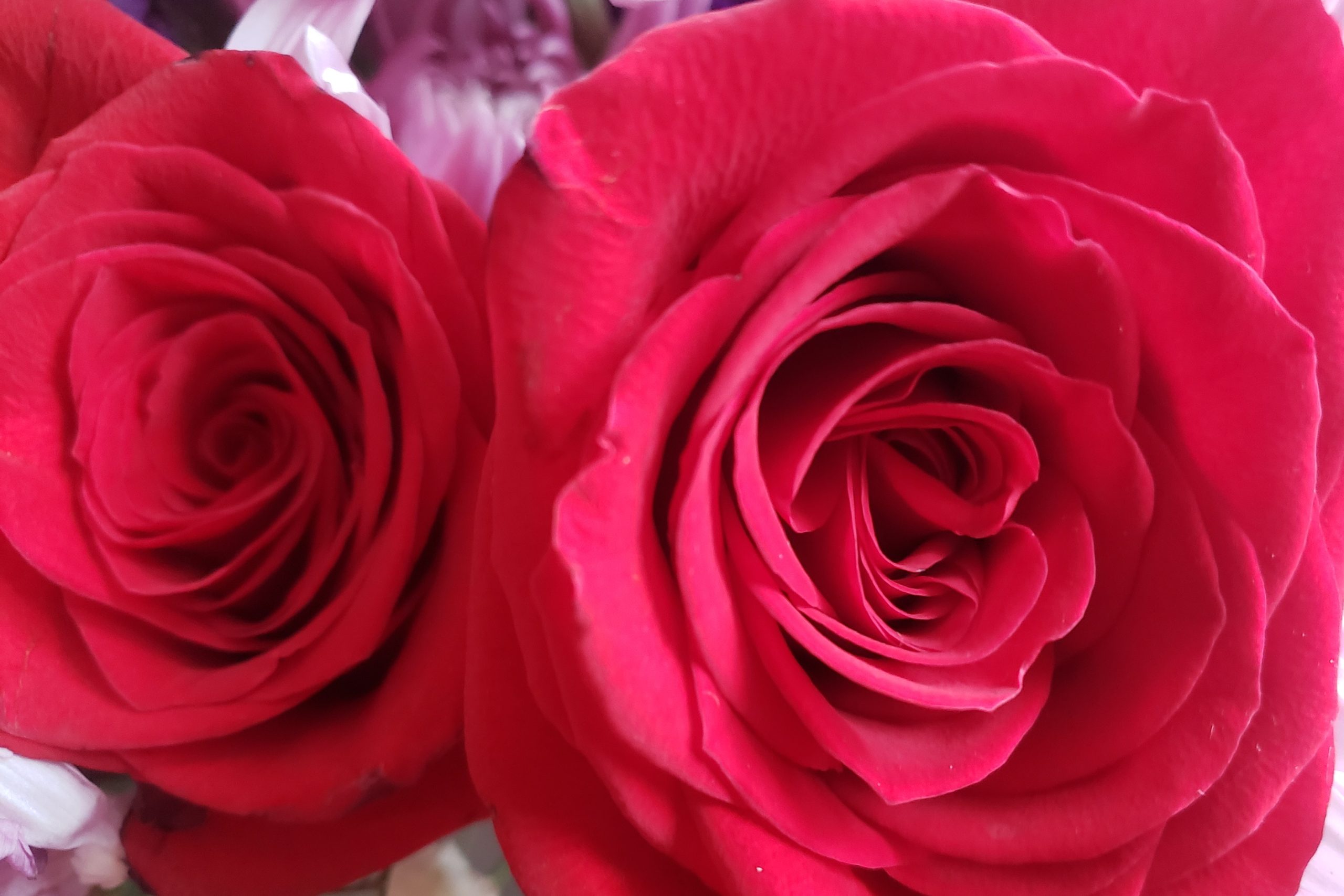 Hybrid Tea Roses – Crazy for Gardening