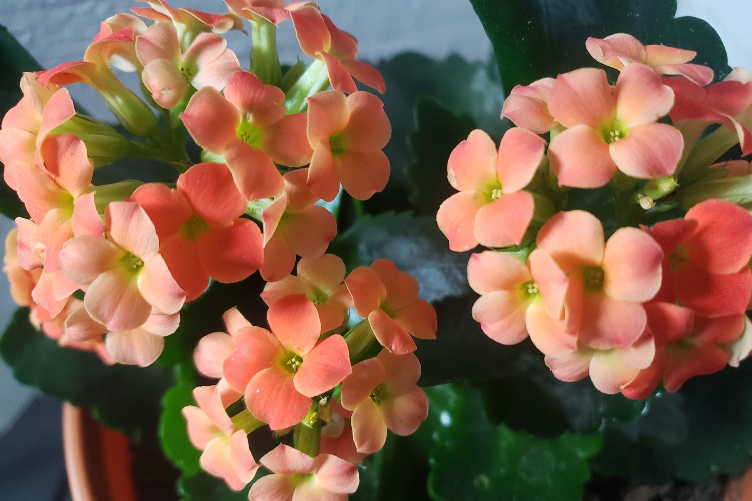 Kalanchoes – Crazy for Gardening