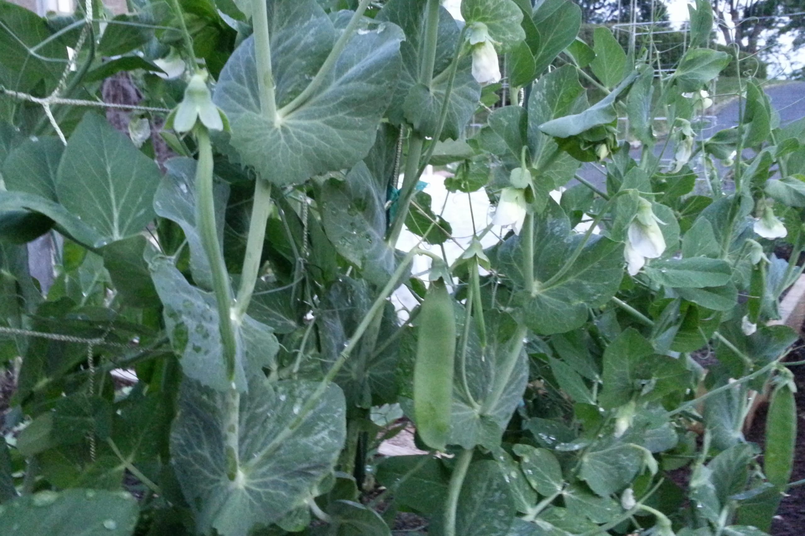 Sow and Grow Snow Peas – Crazy for Gardening