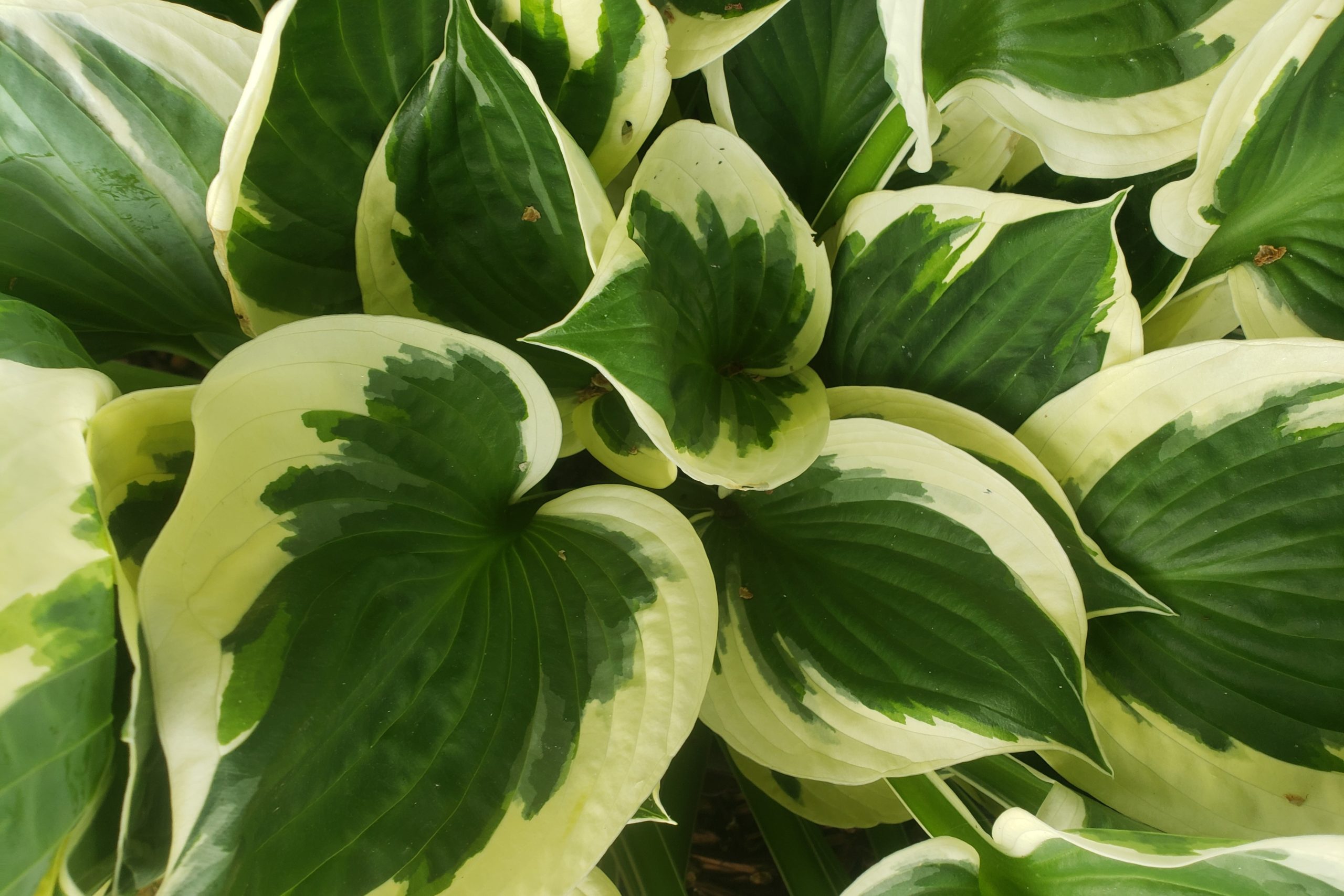 Patriot Hosta Crazy For Gardening