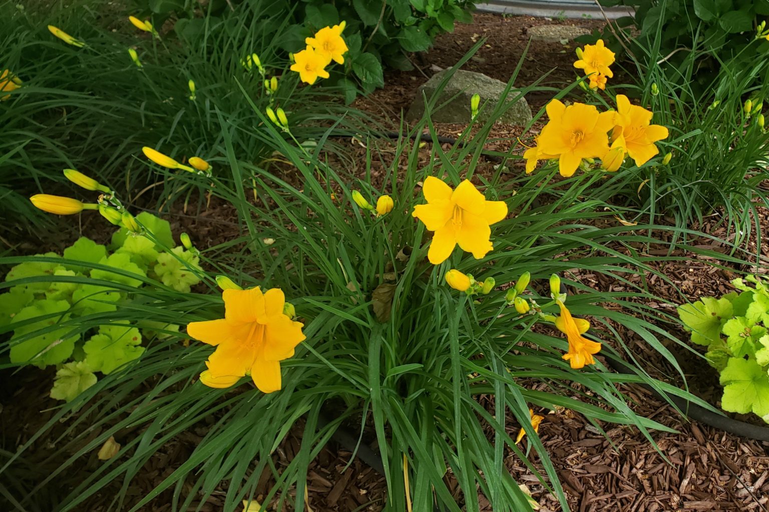 Stella Doro Daylily Crazy For Gardening 4411