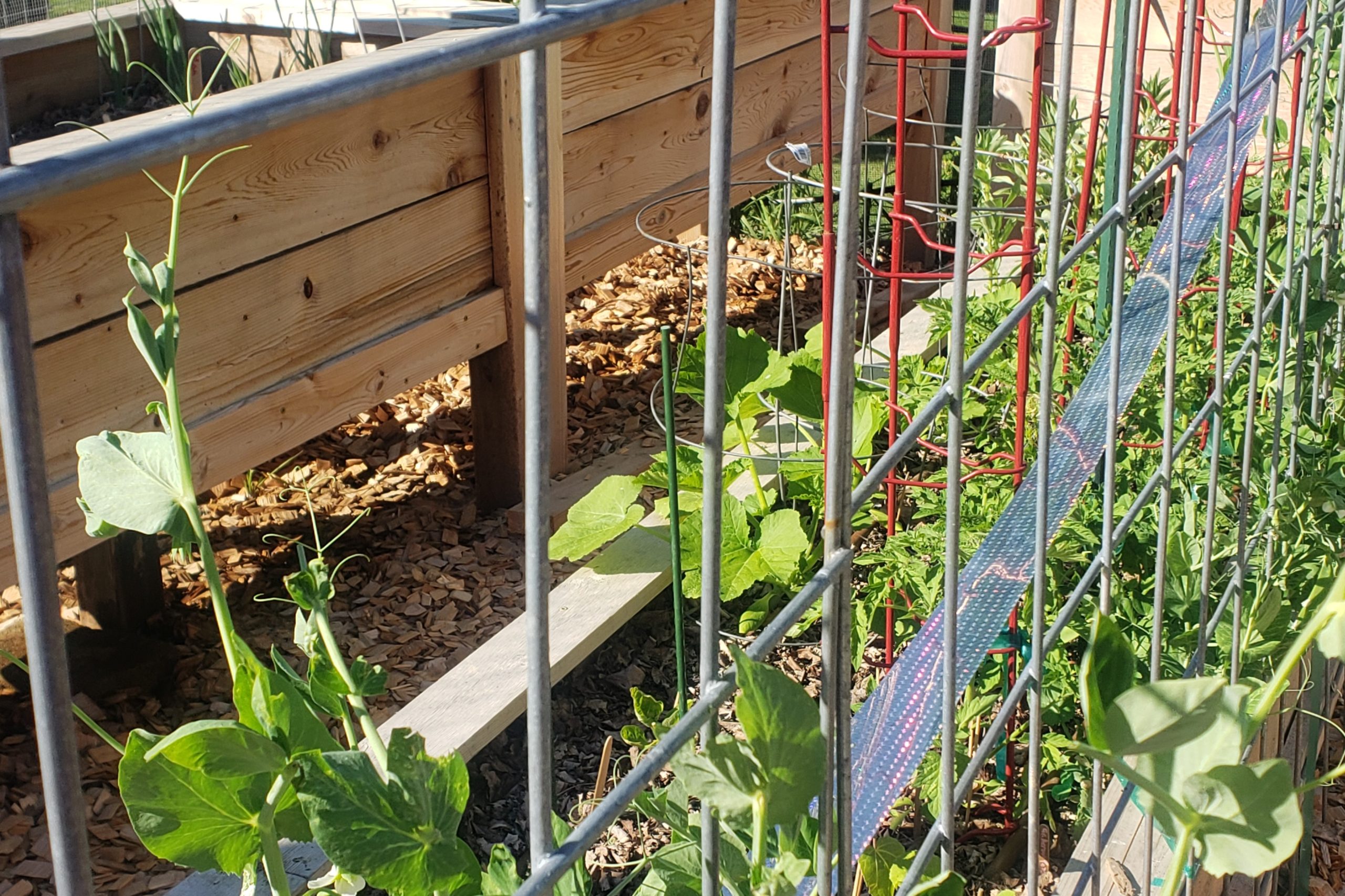 Birds versus Peas – Crazy for Gardening