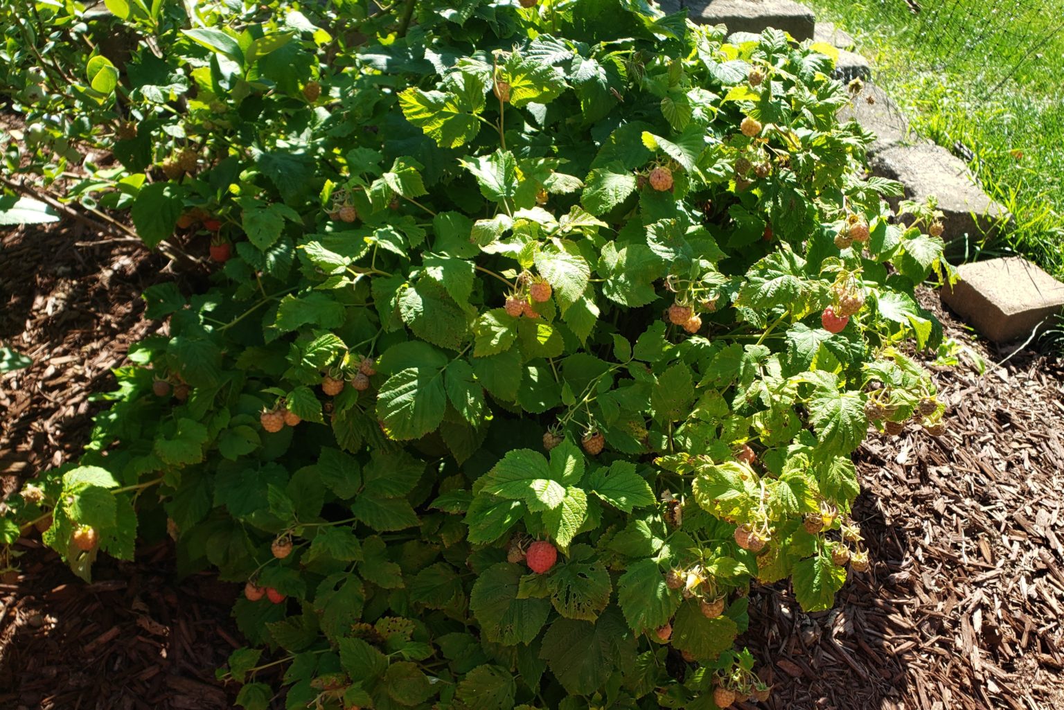 Santa Raspberry Shortcake Raspberry Shortcake – Crazy for Gardening