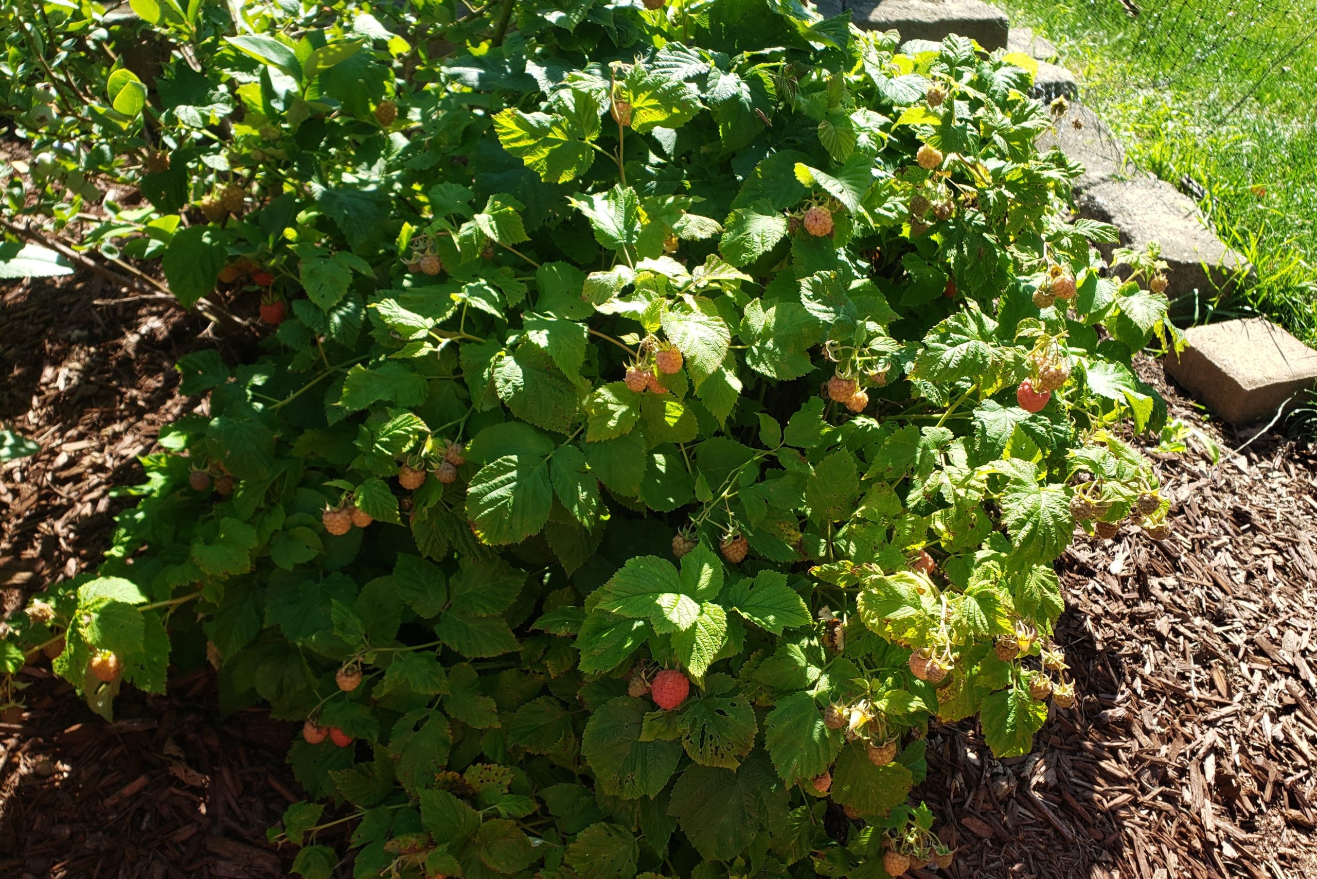 Raspberry Shortcake – Crazy for Gardening