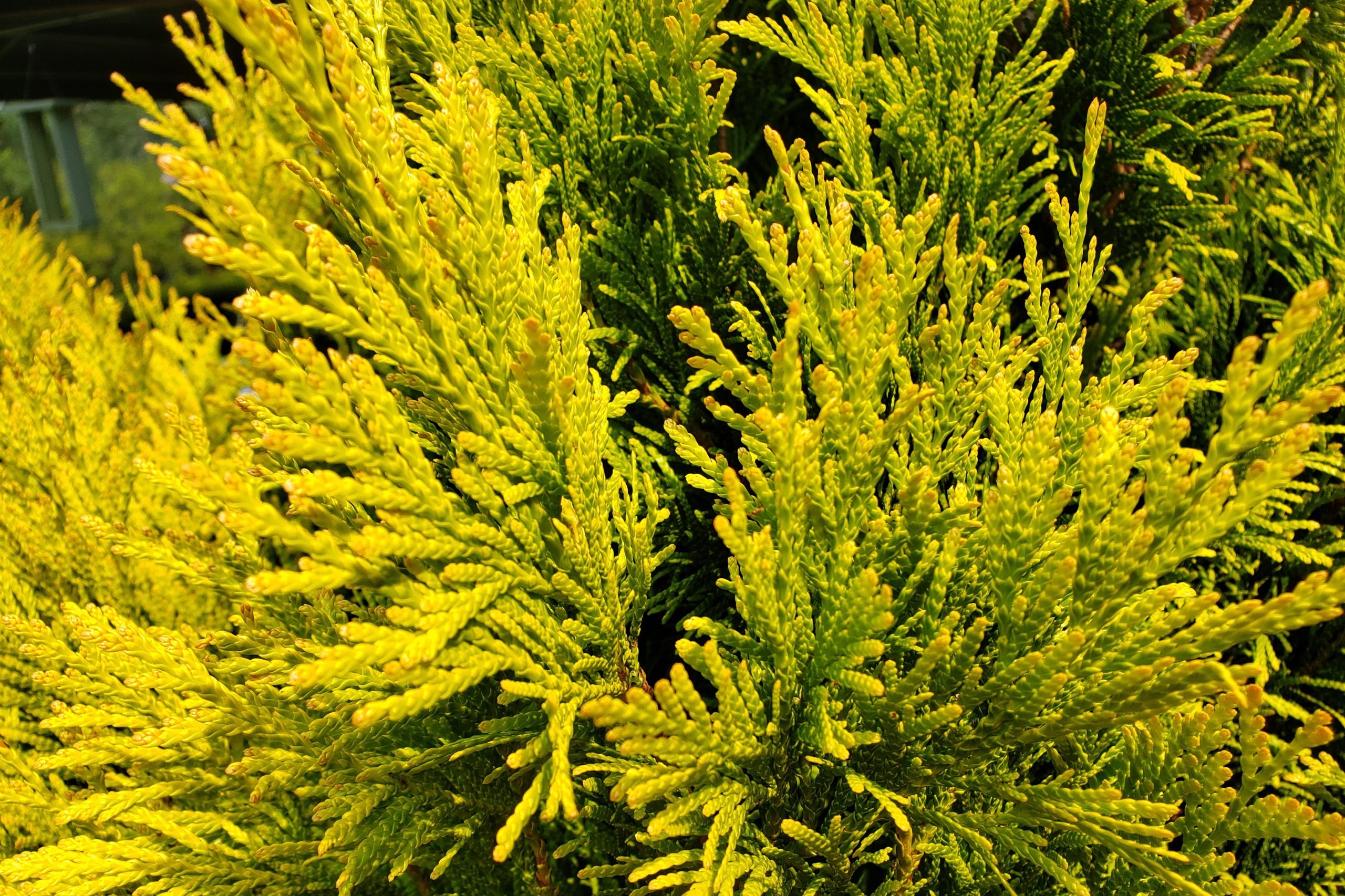 Goldy Western Arborvitae – Crazy for Gardening