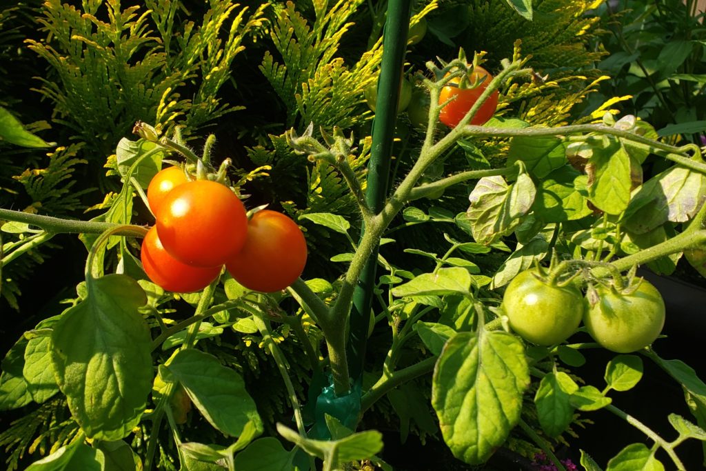 Cherry Falls Tomatoes – Crazy for Gardening