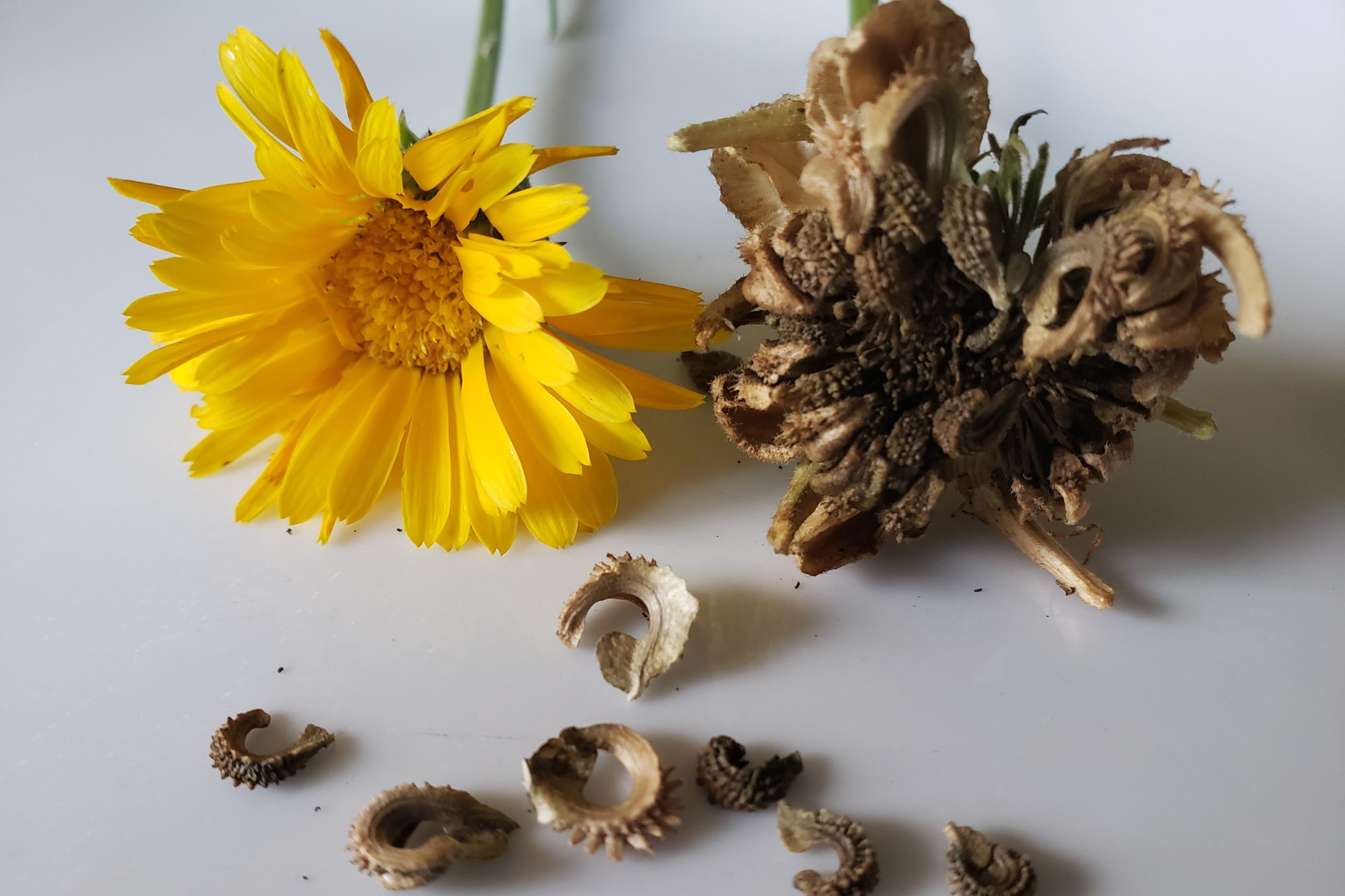 Save Calendula Seeds – Crazy for Gardening