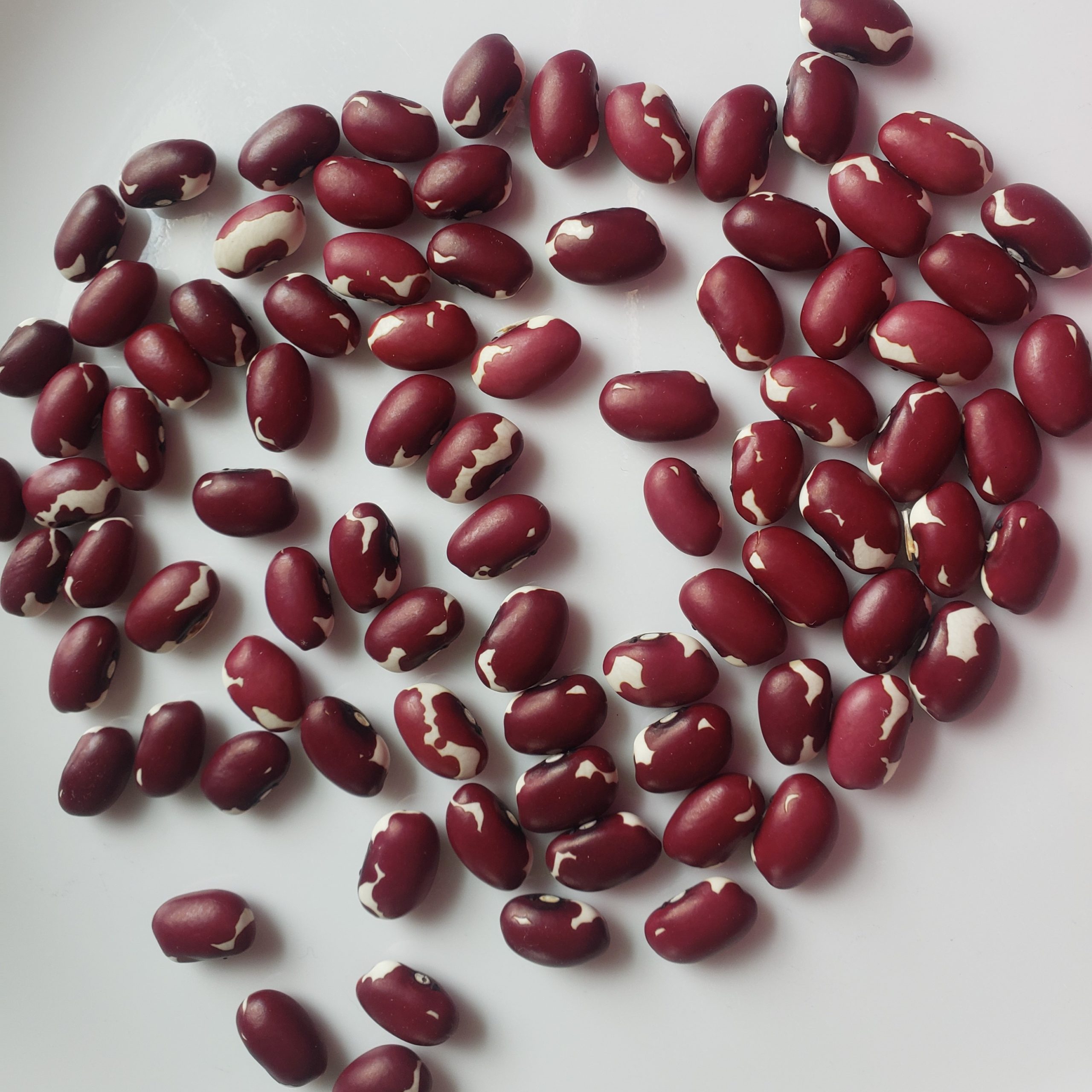 Aztec Cave Beans – Crazy for Gardening