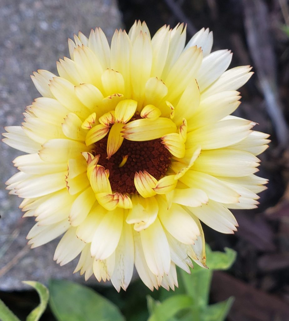 Snow Princess Calendula – Crazy For Gardening