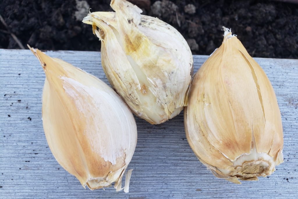 Montana Zemo Garlic – Crazy for Gardening