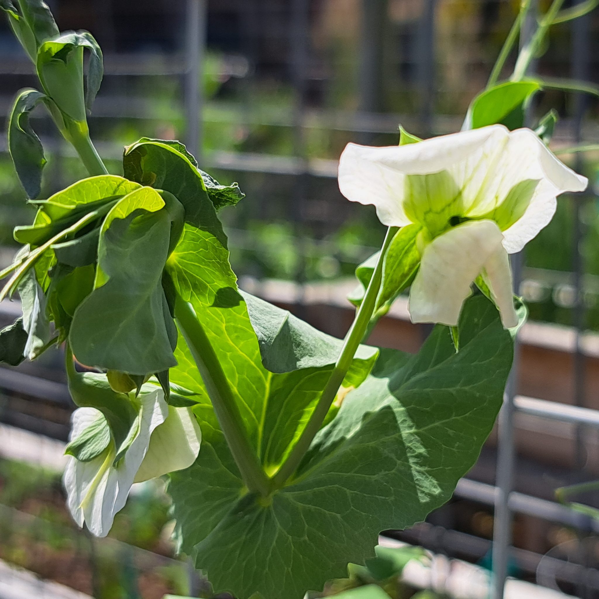 Daddy sugar pea seeds annual peas store