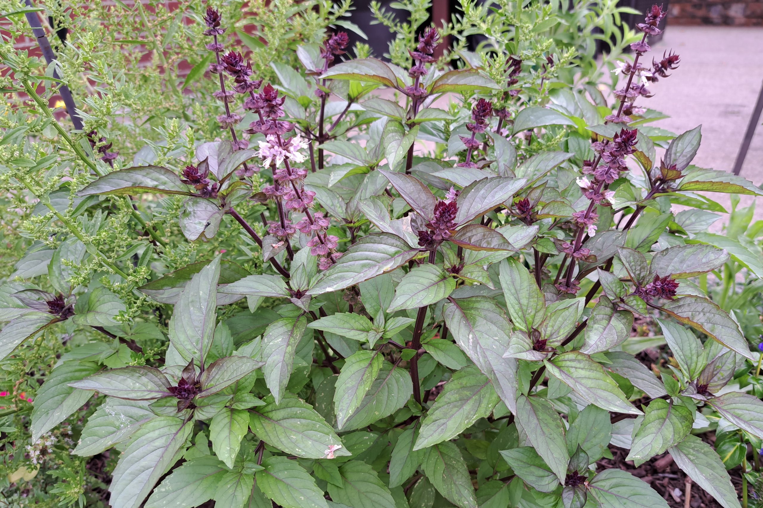 Cinnamon Basil Crazy for Gardening