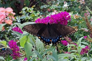 Eastern Tiger Swallowtail Butterflies – Crazy for Gardening