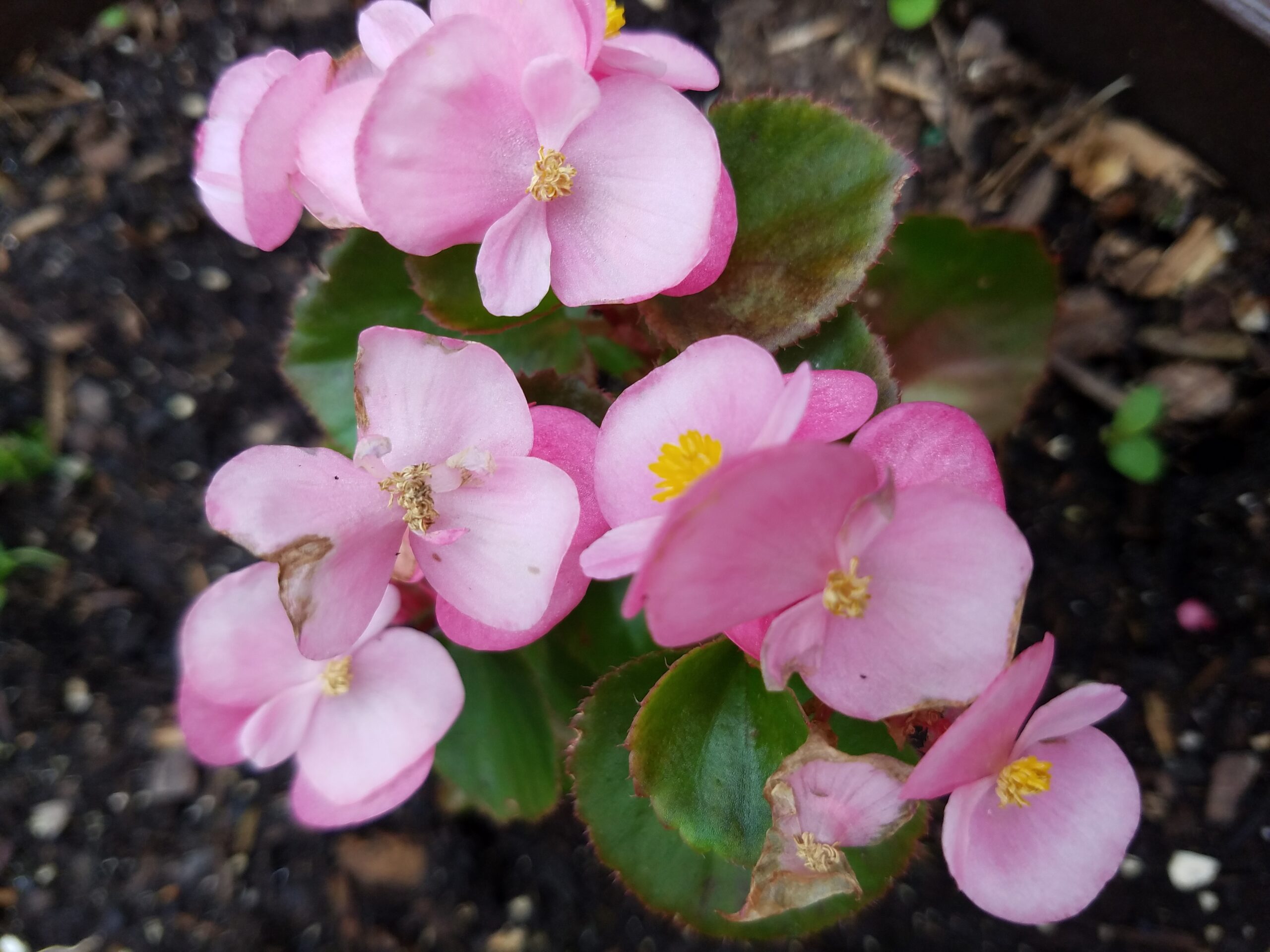 Prelude Begonias – Crazy for Gardening